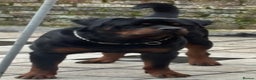 Rottweiler dogs for stud: Rottweiler for stud  - Advert 3