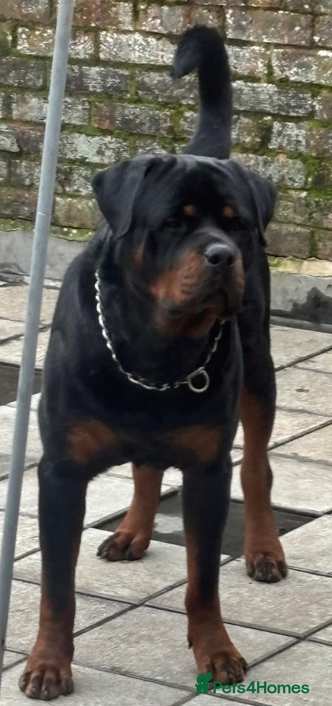 Rottweiler dogs for stud: Rottweiler for stud  - Advert 3