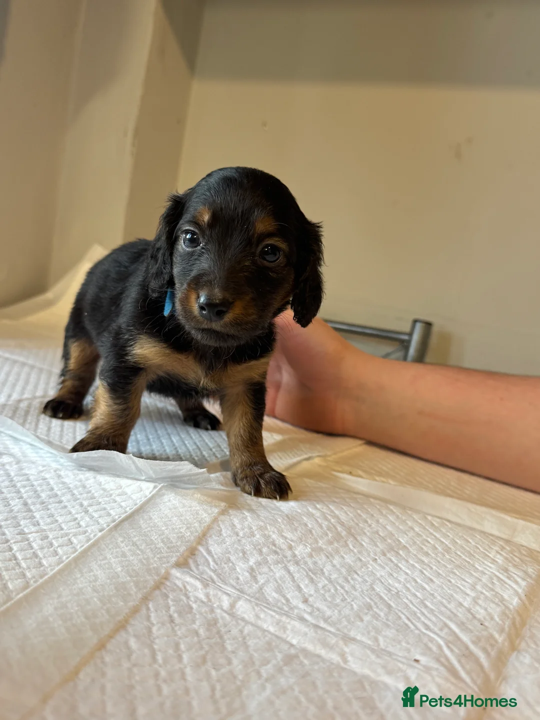 Doxiepoo dogs for sale: Doxiepoo pups  - Advert 6