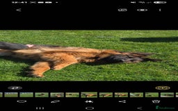 German Shepherd dogs for sale: TOP QUALITY LINES GSD PUPS AVAILABLE NOW - Image 10