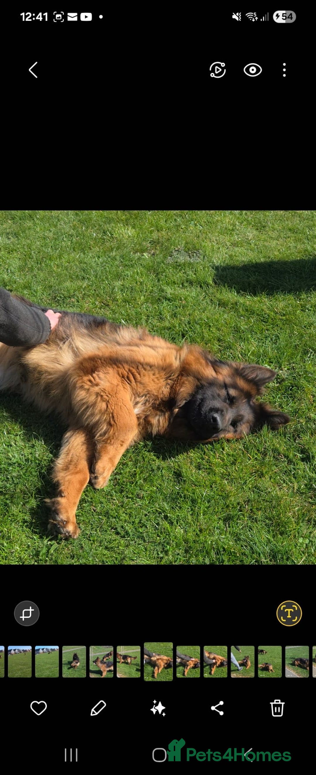 German Shepherd dogs for sale: TOP QUALITY LINES GSD PUPS AVAILABLE NOW - Image 10