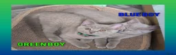 British Shorthair cats for sale: Stunning Lilac British Shorthair Kittens For Sale - Advert 13