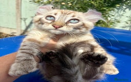 Keetso cats for sale: Stunning polydactyl longhaired snow leopard Keetso - Image 5