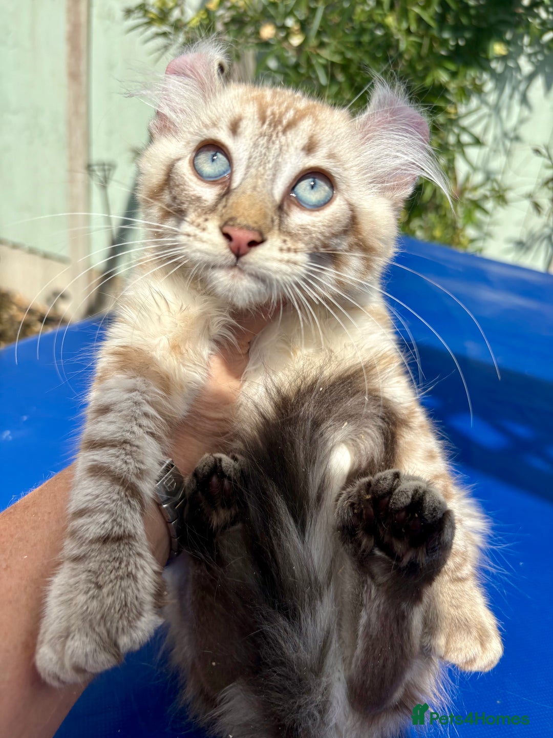 Keetso cats for sale: Stunning polydactyl longhaired snow leopard Keetso - Image 5