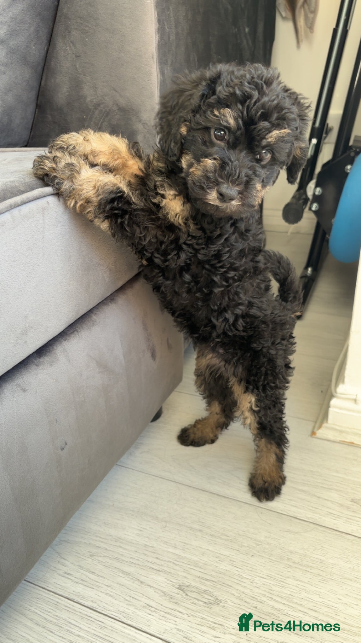 Labradoodle dogs Miniature labradoodles F1B for sale PHANTOM - Advert 5