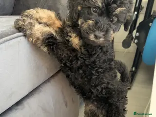 Labradoodle dogs Miniature labradoodles F1B for sale PHANTOM - Advert 5