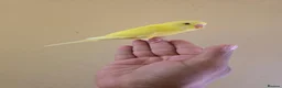 Budgerigars birds for sale: Super friendly hand tamed baby budgies for sale  - Advert 5