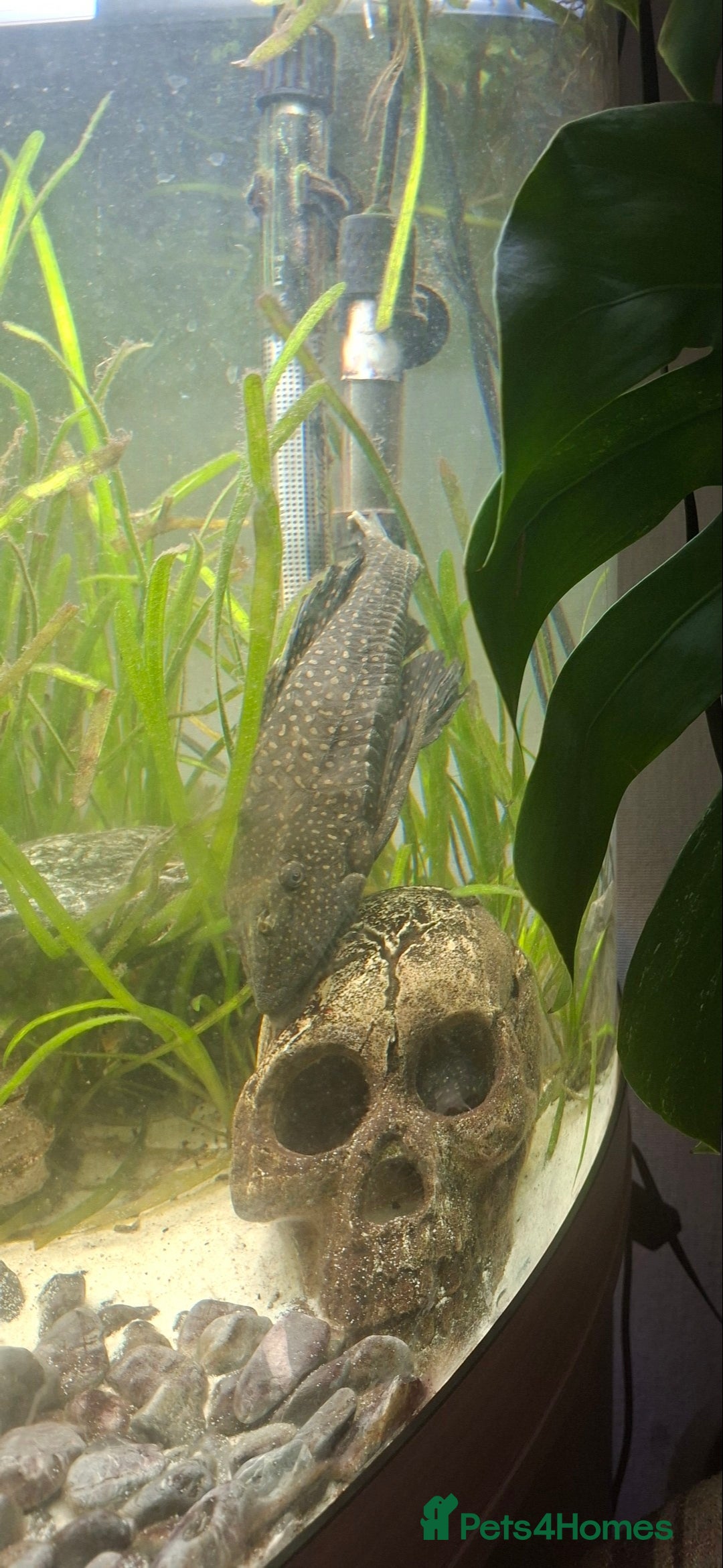 Catfish fish for sale: Catfish  - Advert 6