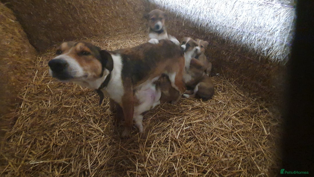 Border Collie dogs for sale: Gorgeous Border Collie Puppies! - Advert 8