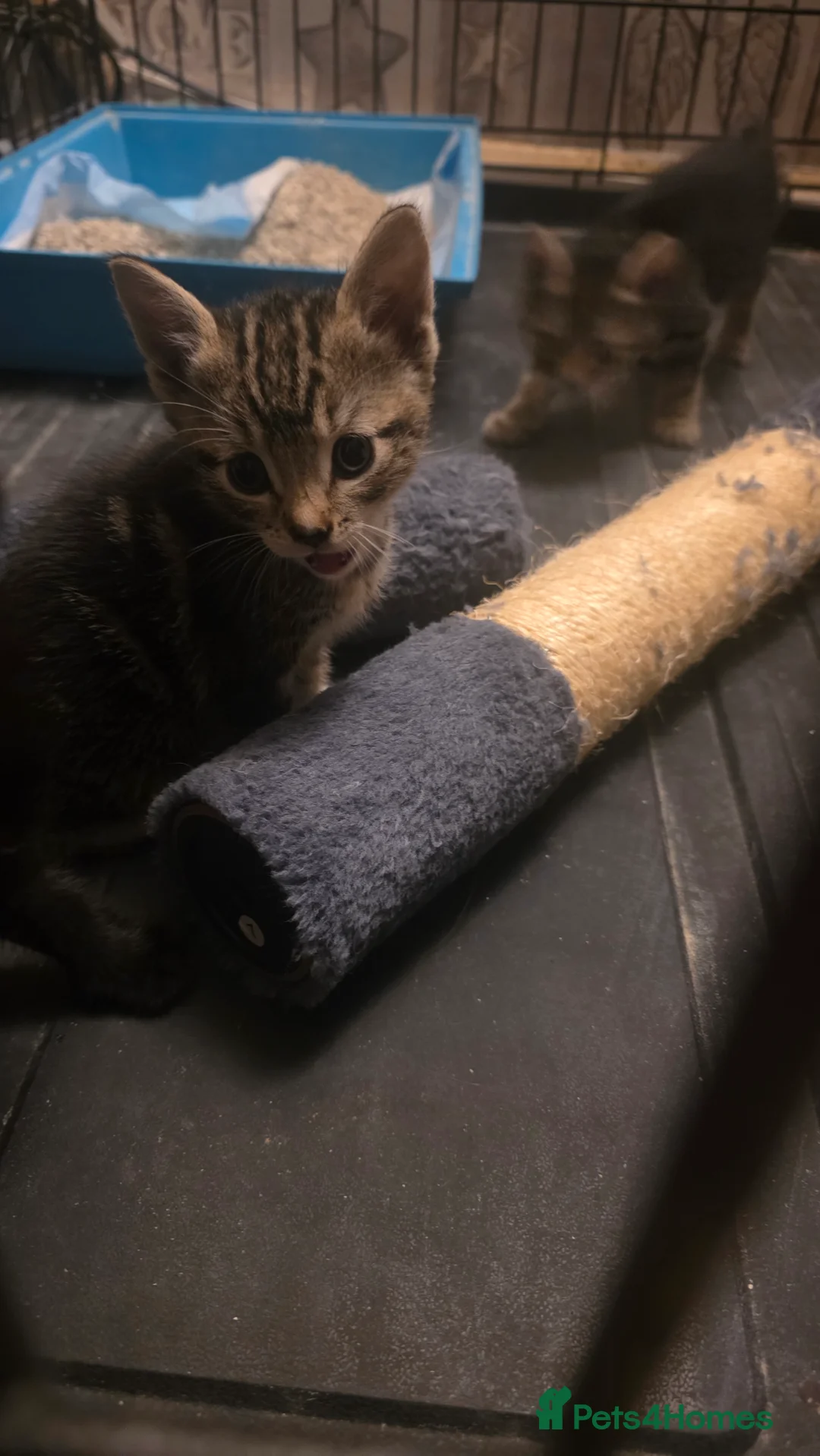 Mixed Breed cats for sale: Savannah X Domestic kittens - Advert 14