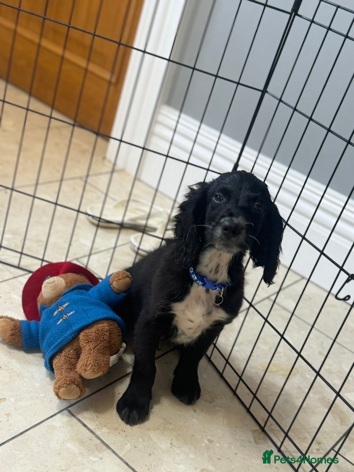 Sproodle dogs LAST BOY!!! BEAUTIFUL SPROODLE PUPS! - Advert 17