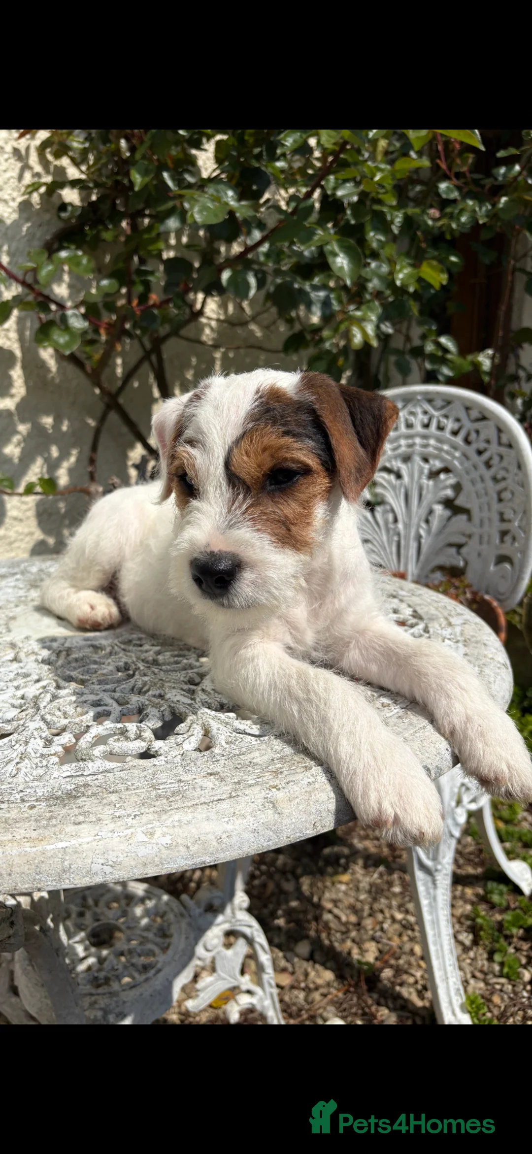 Parson Russell dogs for sale: Parson jack Russell  - Advert 8