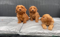 Cockapoo dogs for sale: Beautiful f1 cockapoos ready now - Image 20