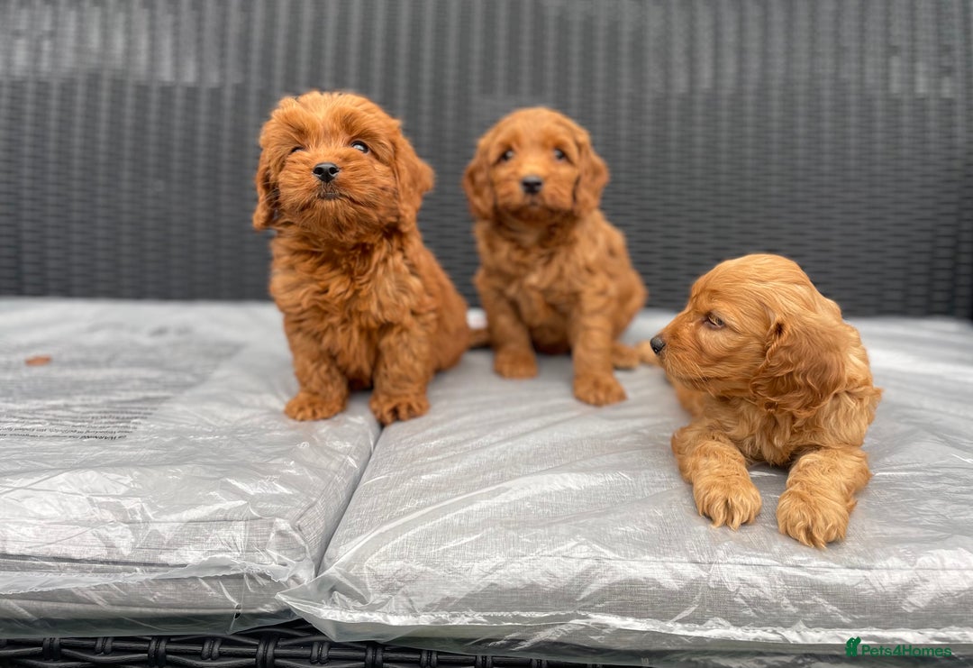 Cockapoo dogs for sale: Beautiful f1 cockapoos ready now - Image 20