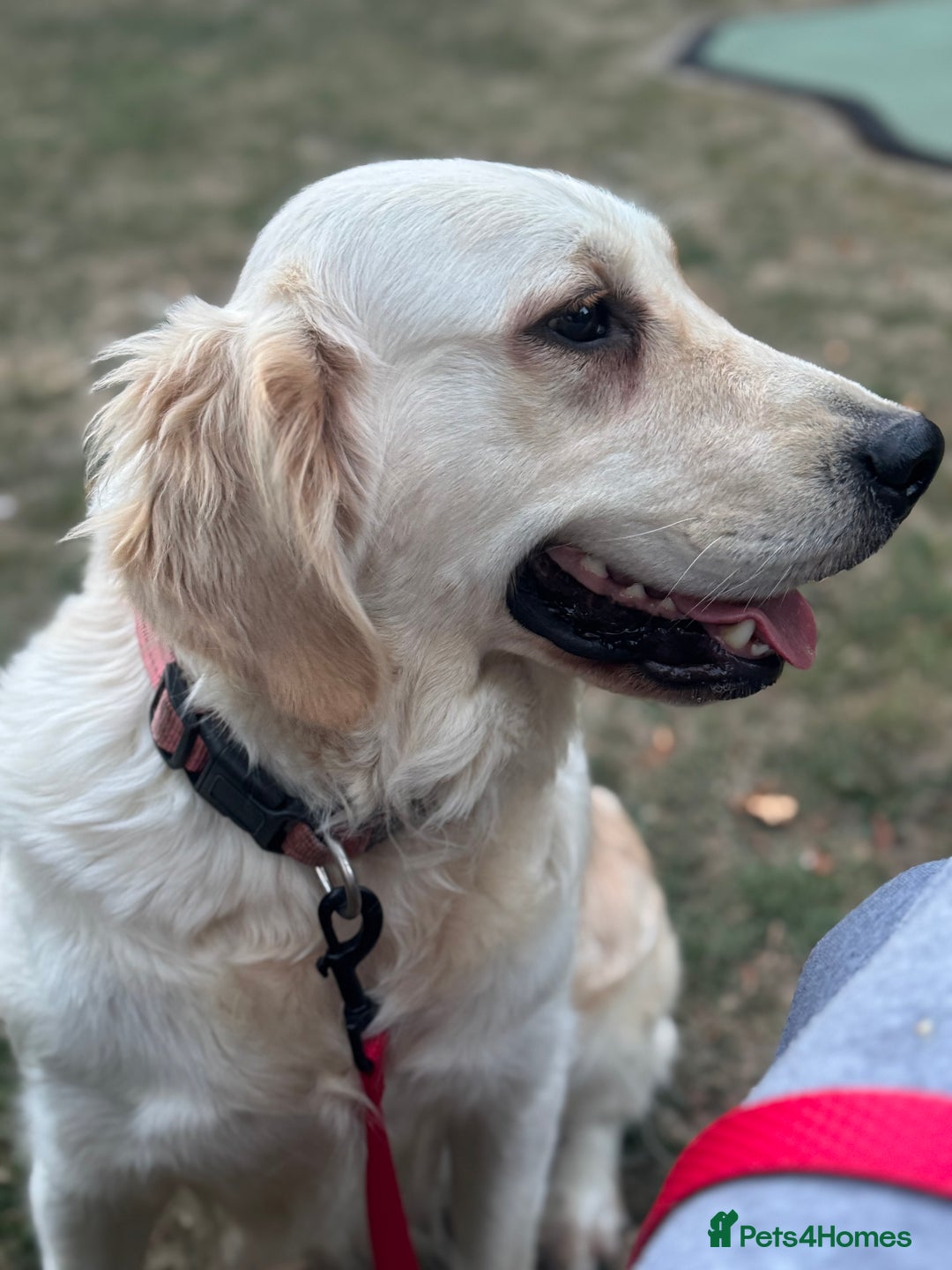 Golden Retriever dogs for sale: 7 beautiful Golden Retriever puppies  - Image 23