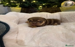 English Bulldog dogs for sale: Stunning English Bulldog Puppies 🐾🐶 - Advert 16