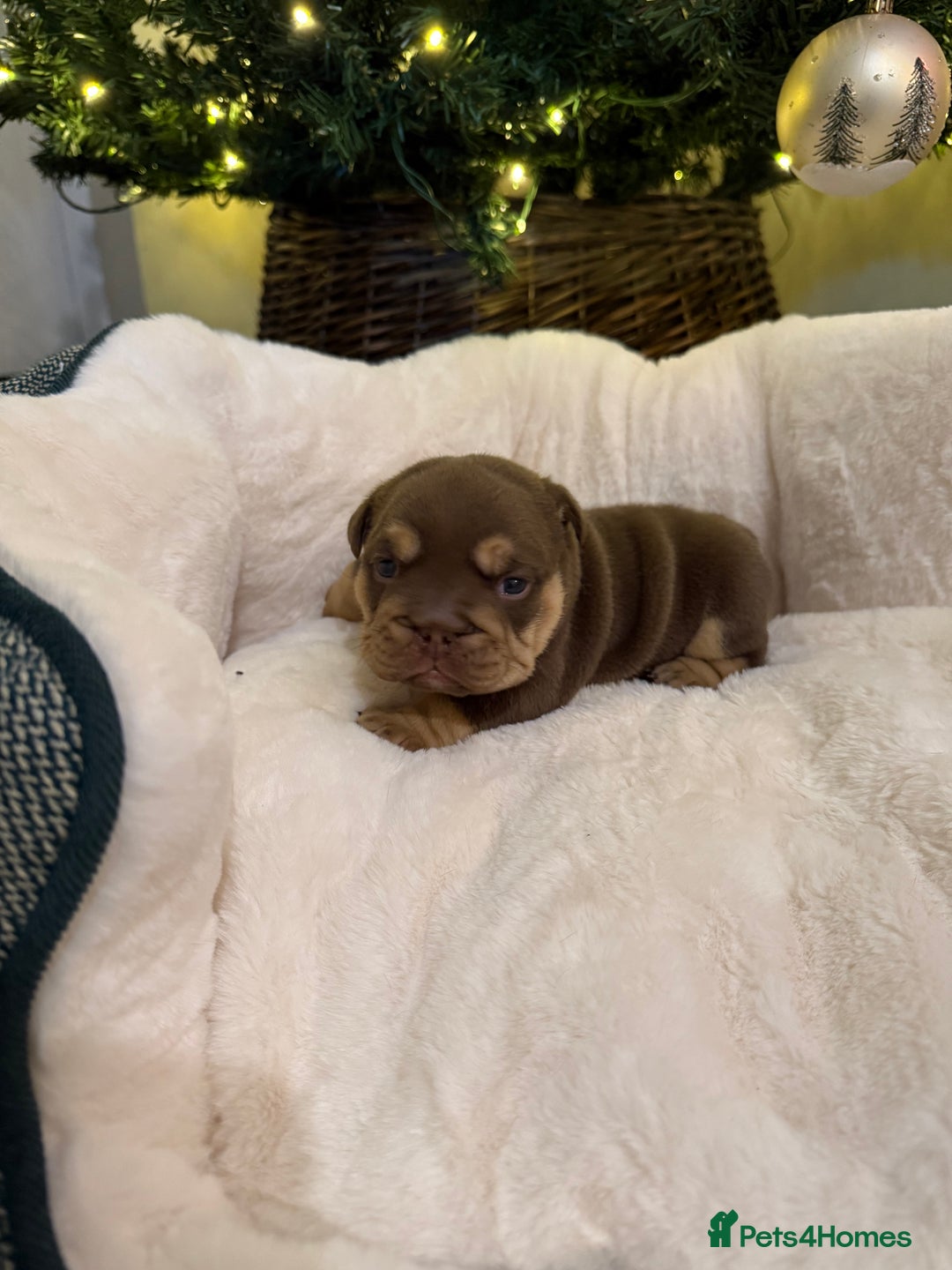 English Bulldog dogs for sale: Stunning English Bulldog Puppies 🐾🐶 - Advert 16
