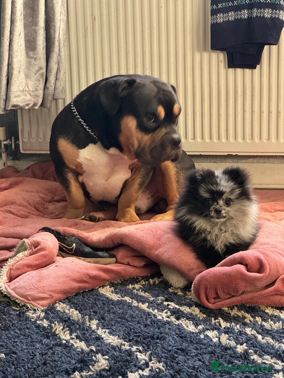 Pomeranian dogs for stud: Stunning Pomeranian male for stud  in Colne - Advert 2