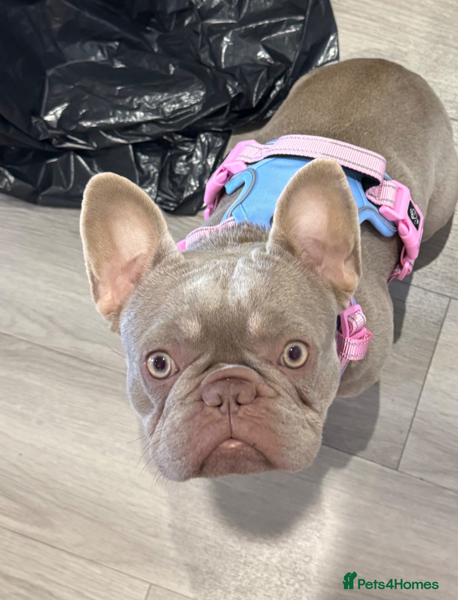French Bulldog dogs Ruby – Frenchie, 2 yrs, KC Reg, looking for a home - Advert 3