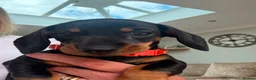 Dachshund dogs for sale: Standard Dachshund Puppies - Advert 6