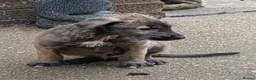Irish Wolfhound dogs for sale: Irish Wolfhound Puppies  - Advert 15