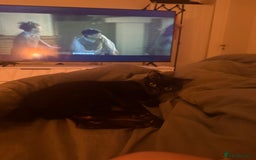 Bombay cats for sale: 1 year old cute black cat  - Image 3