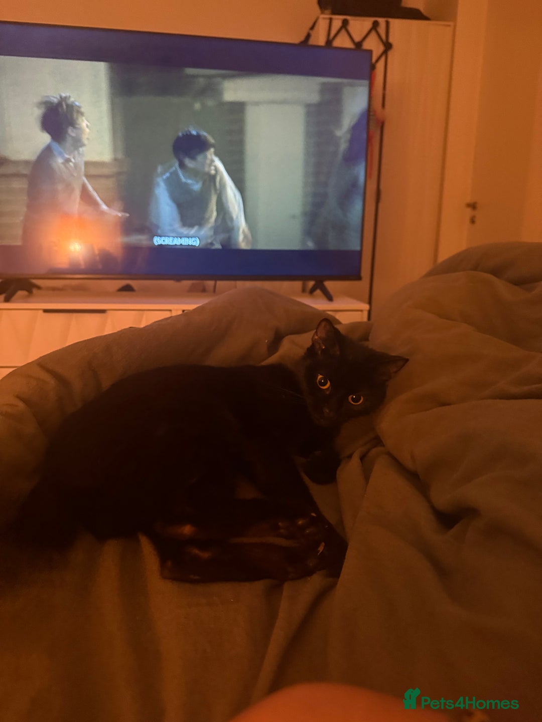 Bombay cats for sale: 1 year old cute black cat  - Image 3