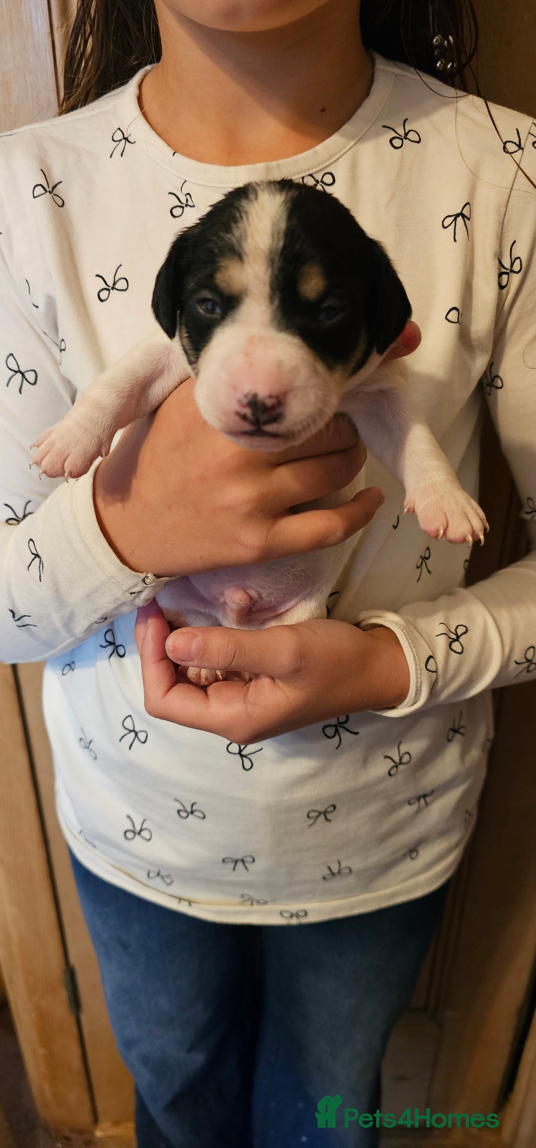 Mixed Breed dogs for sale: Gorgeous Jack Russell x Dachshund Puppies in Welshpool - Image 9