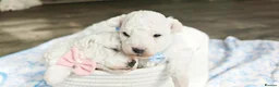 Bichon Frise dogs for sale: Sweet Bichon Frise puppies- Champion Bloodline - Advert 19