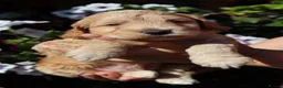 Cockapoo dogs for sale: Health tested: Champion lines  F1 puppies  - Advert 11