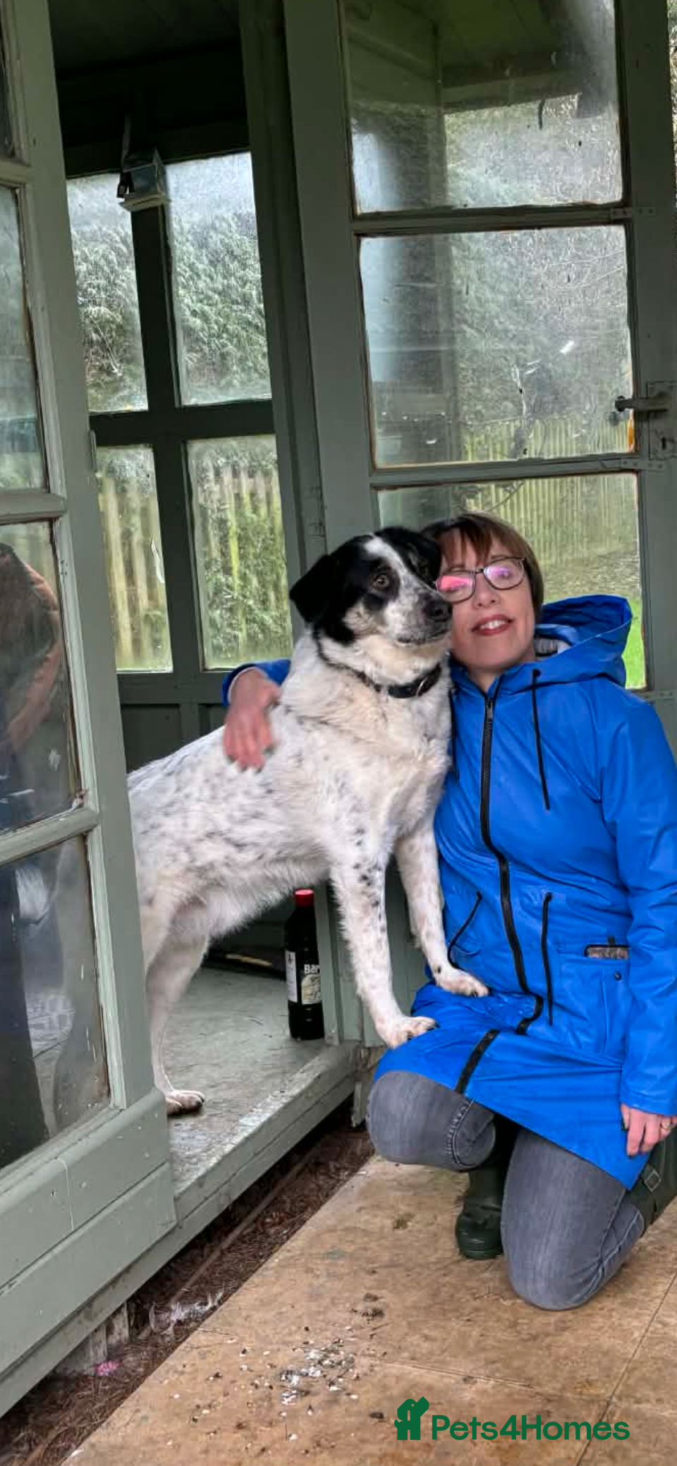 Mixed Breed dogs for adoption: Oreo - In Foster UK - Advert 1