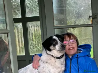 Mixed Breed dogs Oreo - In Foster UK - Advert 6