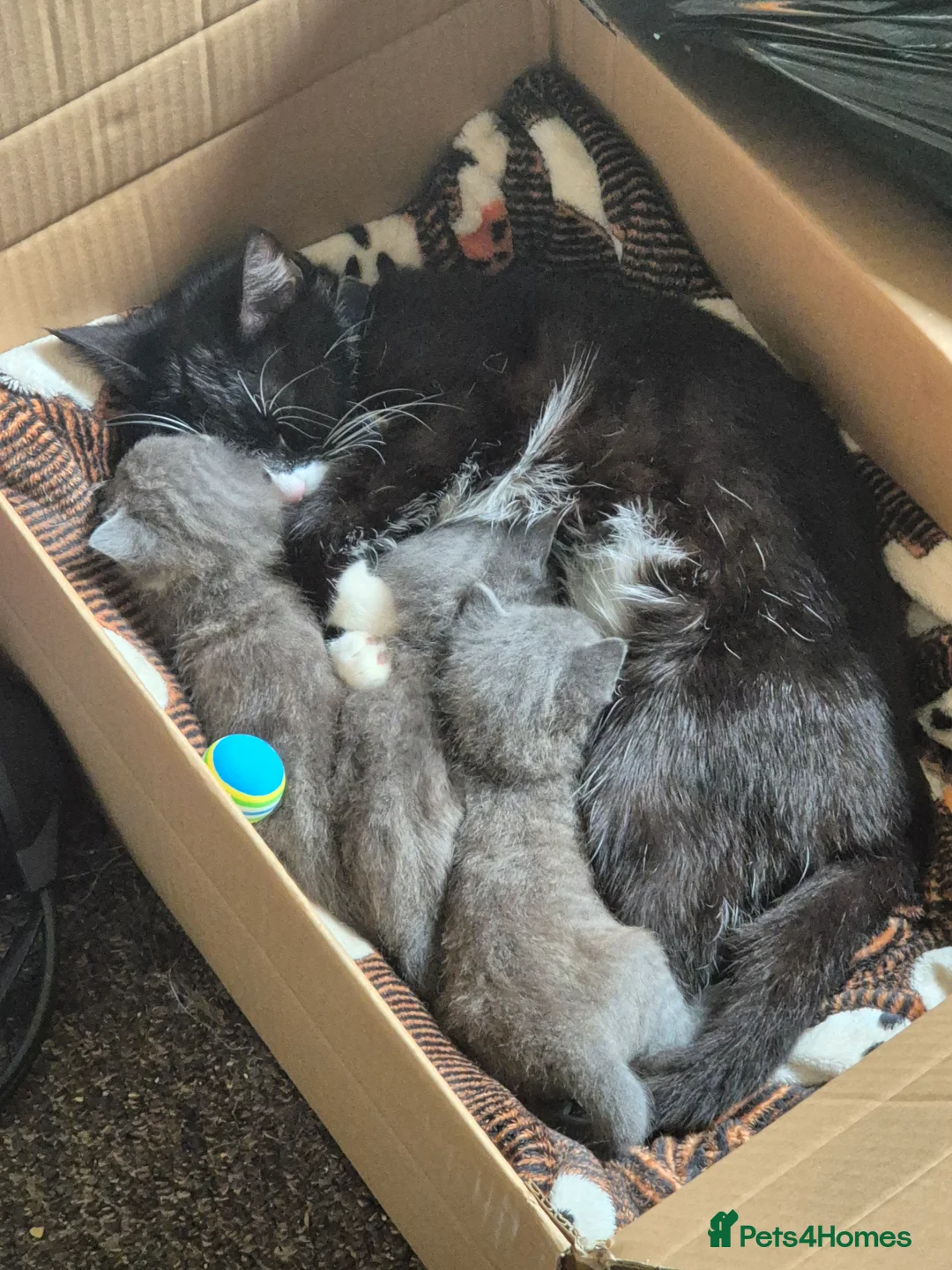 Russian Blue cats for sale: Russian blue sister and brother for sale in Peterborough - Advert 2