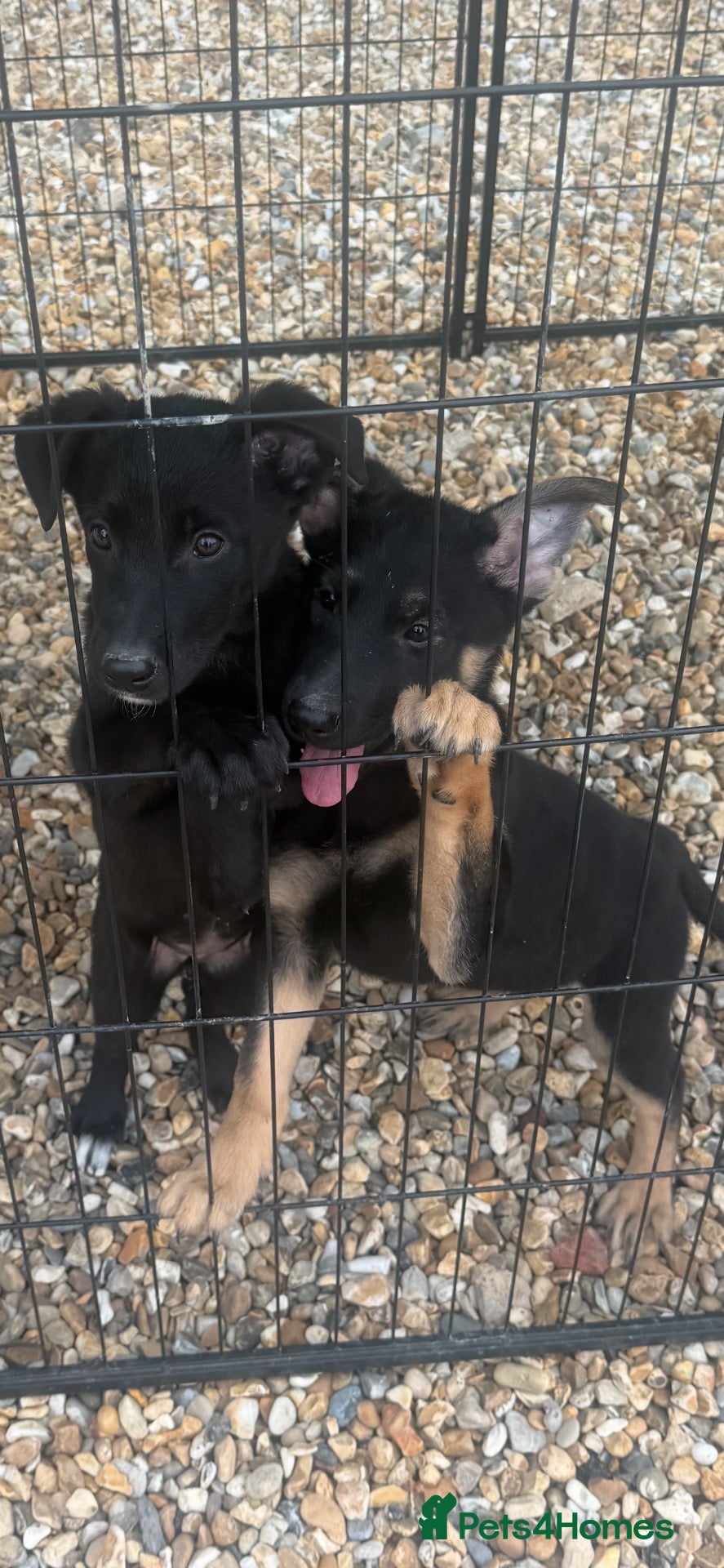 Mixed Breed dogs German shepherd x Belgian malinios puppy's  - Advert 2