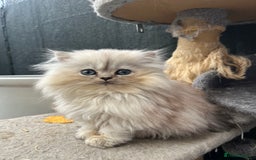 Persian cats for sale: Stunning chinchilla Persian kittens - Image 5