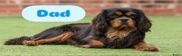 Cavalier King Charles Spaniel dogs for sale: 5 Beautiful Cavalier Puppies  in Stockport - Advert 21