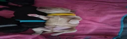 Mixed Breed dogs for sale: Australian Labradoodle x Goldendoodle Puppies - Advert 10
