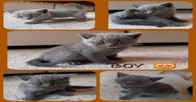 Scottish Fold cats - Advert 15