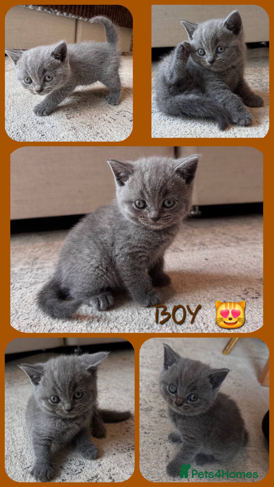 Scottish Fold cats for sale: Scottish Fold kittens  - Image 3