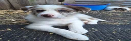 Border Collie dogs for sale: Beautiful fluffy Collie Pups for Sale - Advert 14