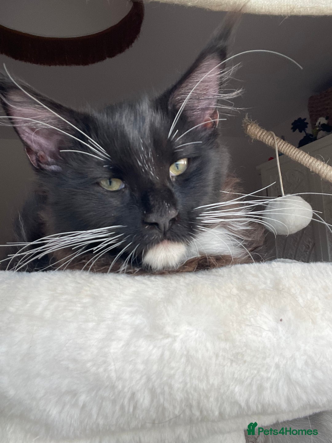 Maine Coon cats for sale: Mainecoons  - Advert 2