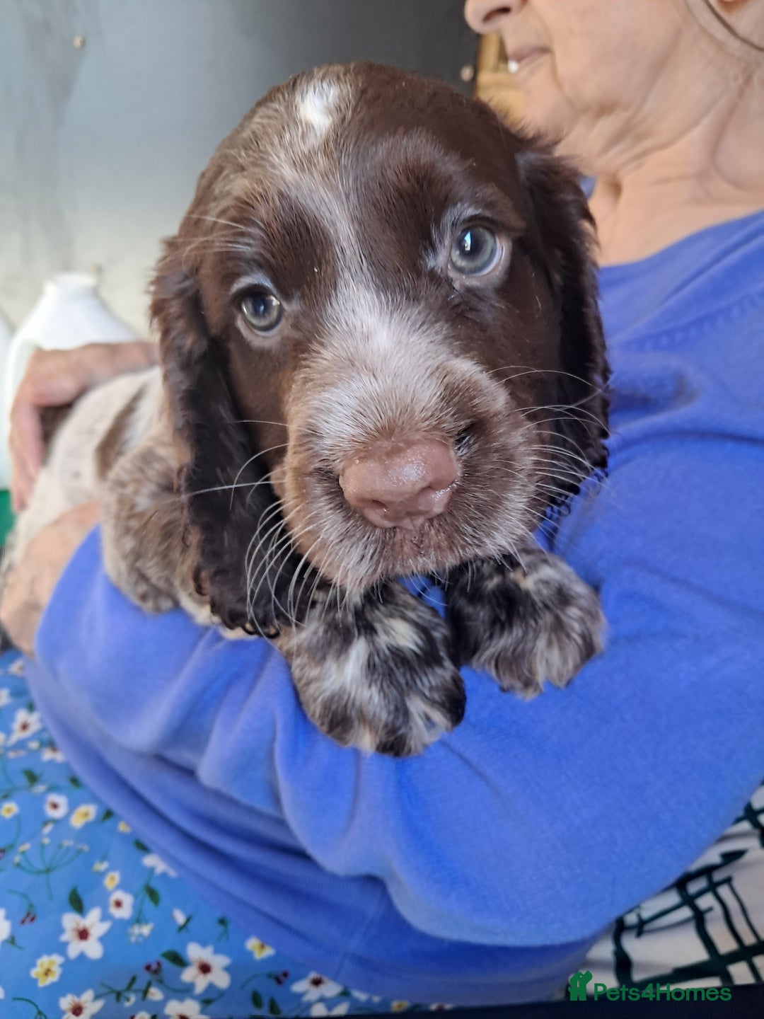Sprocker dogs for sale: Sprocker puppies  - Image 2