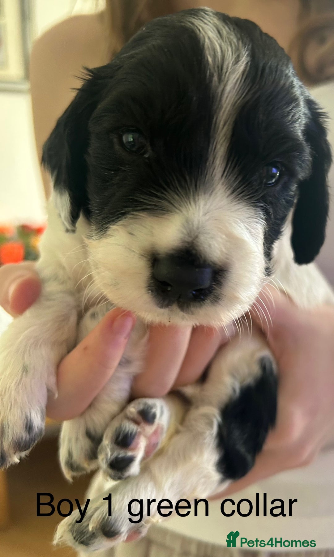 Sprocker dogs for sale: Sprocker puppies  - Image 2
