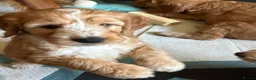 Australian Labradoodle dogs for sale: Australian Labradoodle-Medium-sized  - Advert 3