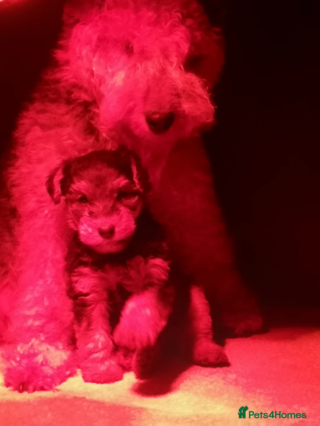 Welsh Terrier dogs for sale: Beautiful Welsh terrior puppies for sale  in Tonypandy - Advert 2