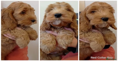 Cockapoo dogs - Advert 11