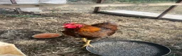 Chickens poultry for sale: Blue Laced Red Wyandotte Cockerel in Ware - Advert 4
