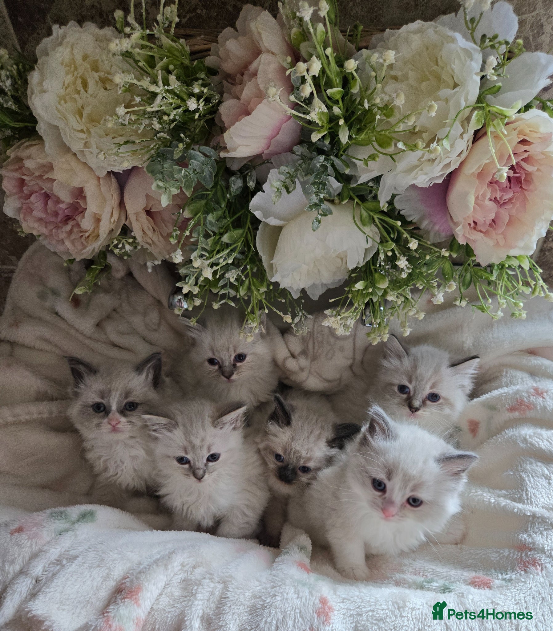 Ragdoll cats Gorgeous Pedigree ragdoll kittens - Advert 10