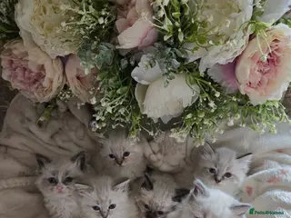 Ragdoll cats Gorgeous Pedigree ragdoll kittens - Advert 10
