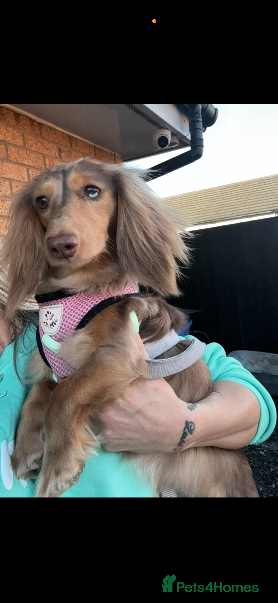 Dachshund dogs for sale: Two male miniature long haired Russian dashounds  in Bootle - Advert 2